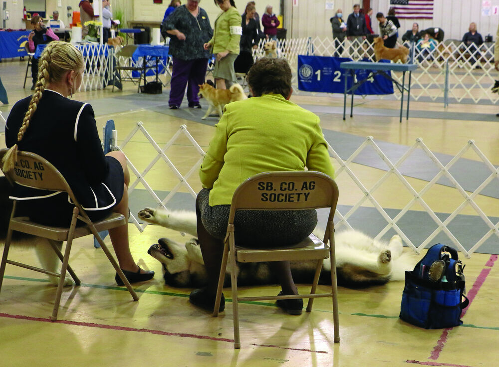 dog show PHOTO GALLERY